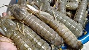 udang nenek