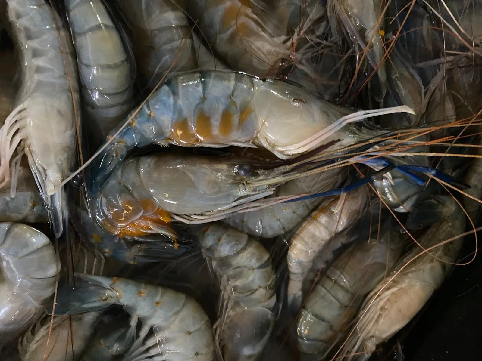 udang galah