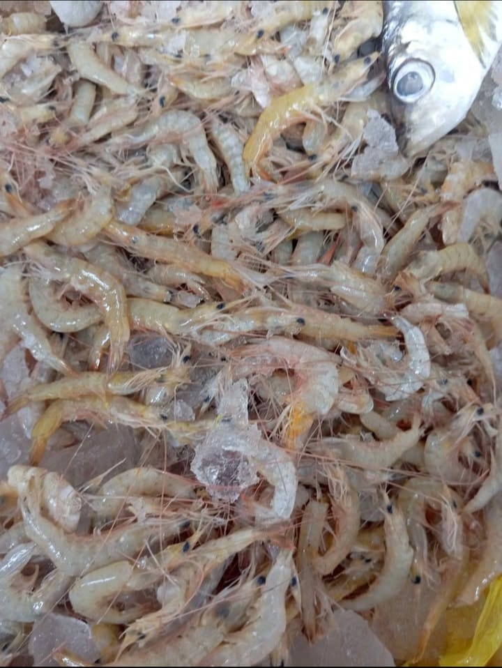 Udang vaname